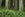 Sequoia sempervirens (Photo courtesy of National Park Services)