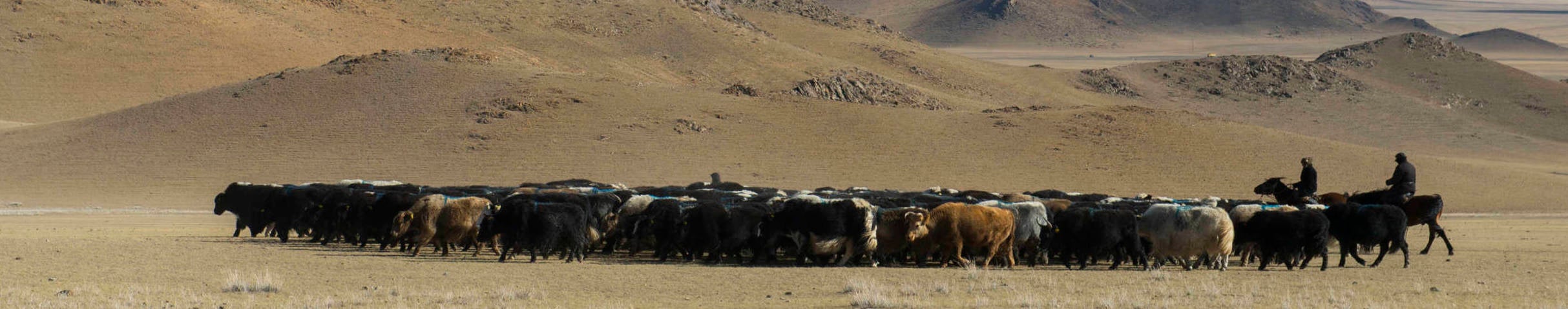 A herd of yak is being herded through a valley of the Altai