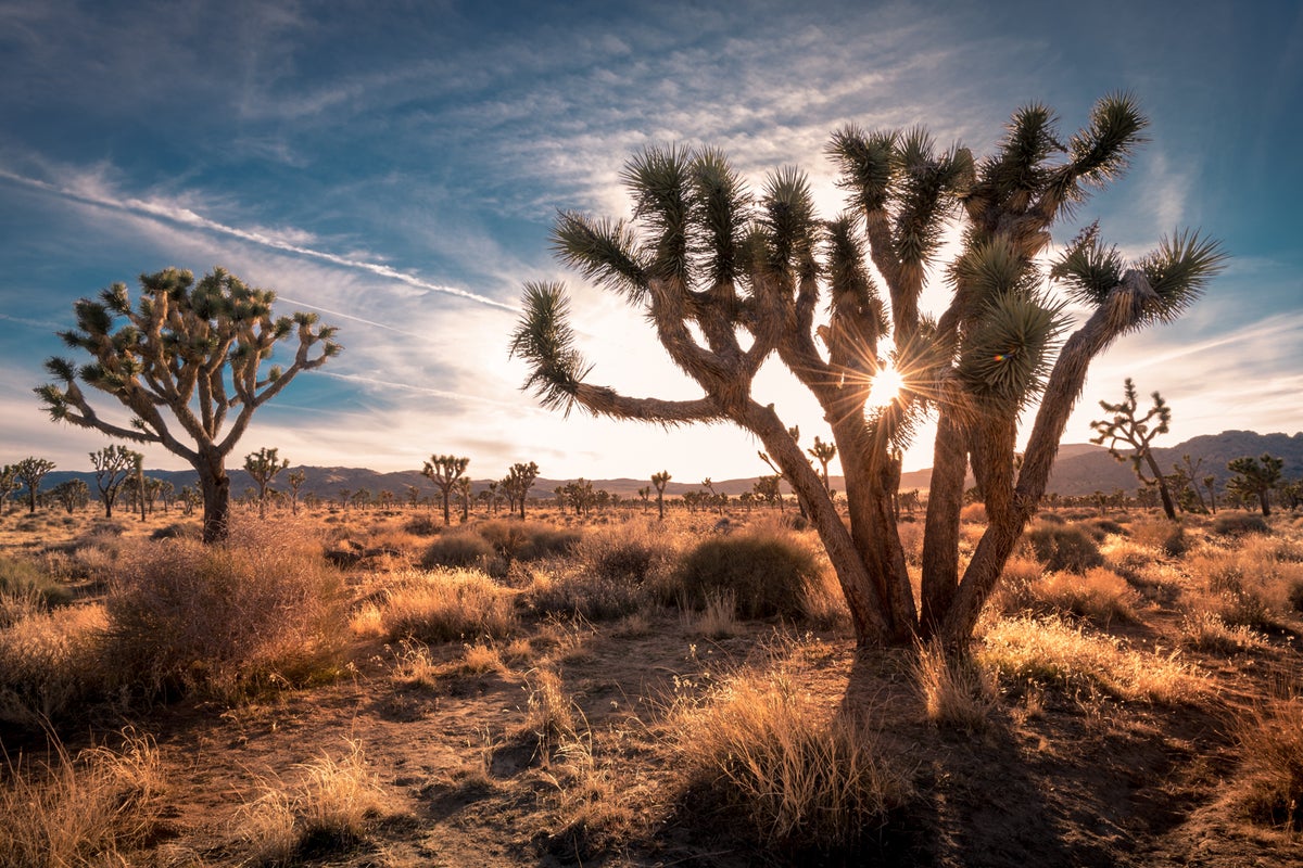 The Best Us National Parks You Should Visit At Least Once (or Twice 