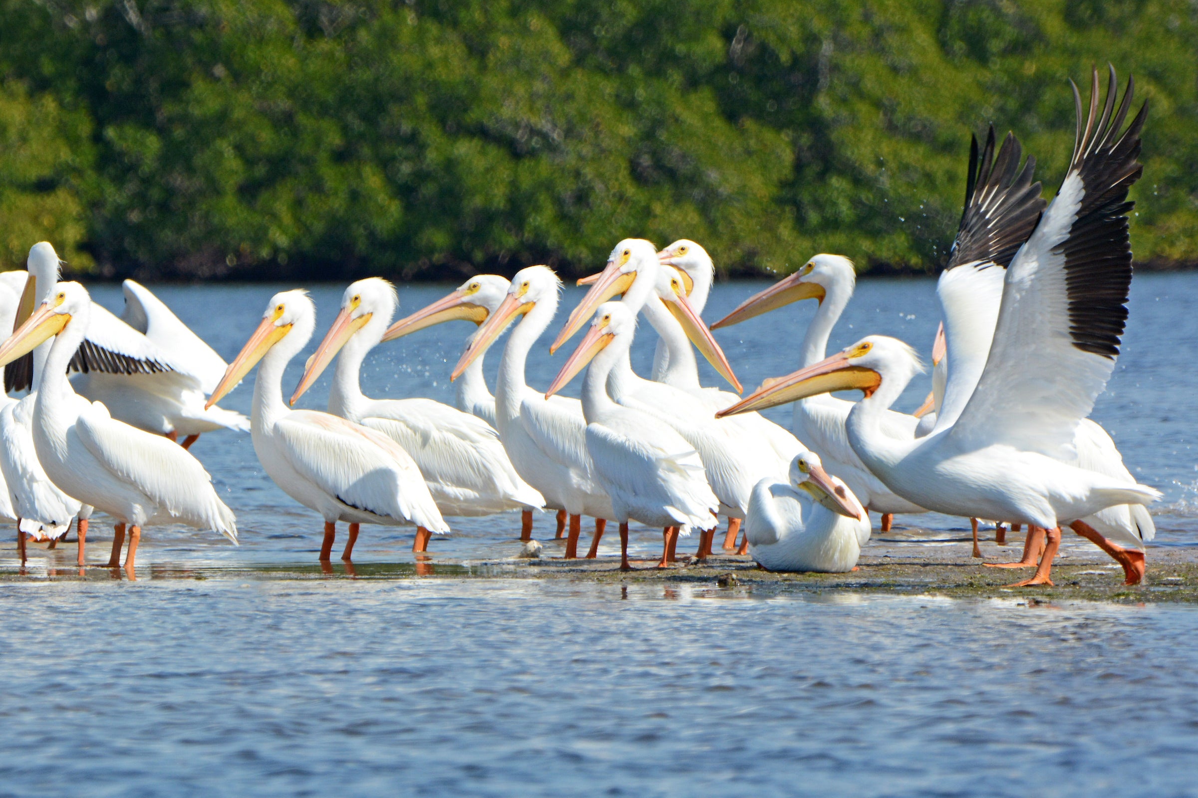 sanibel-white-pelicans-Jason-Boeckman