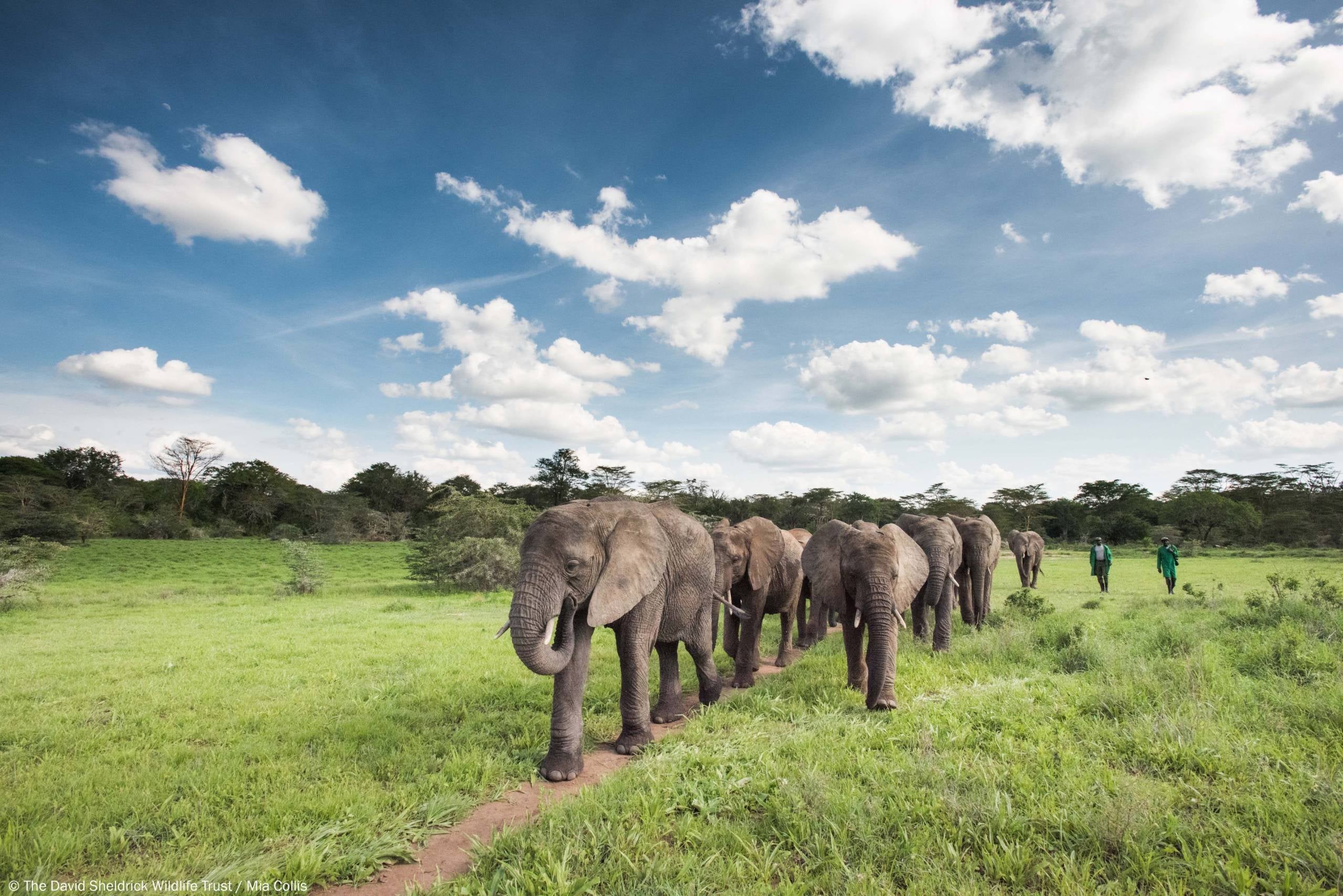 sheldrick