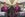 The friendly, helpful flight attendants on WOW Air wear these fun purple uniforms. Photo courtesy of WOW Air on Facebook.