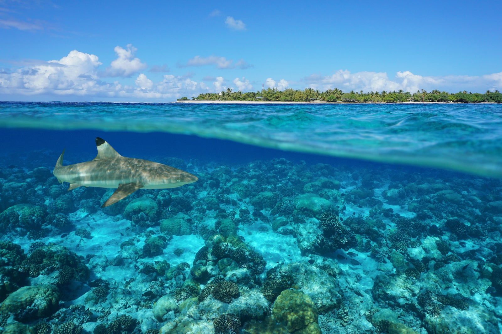 French Polynesia Will Reopen To International Travelers On May 1 The   French Poly Damocean 