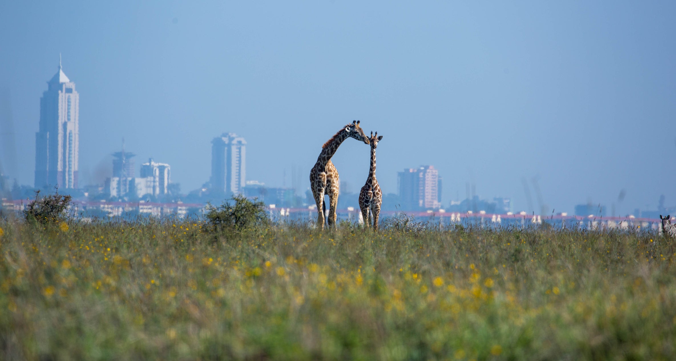 Kenya: Masai giraffe