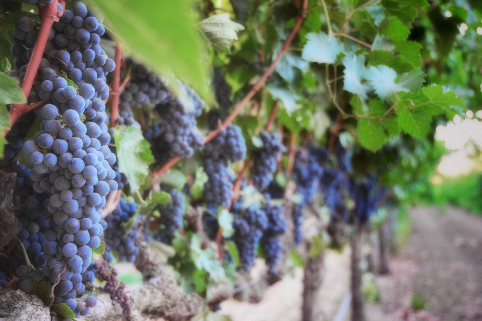 grape clusters in a vineyard