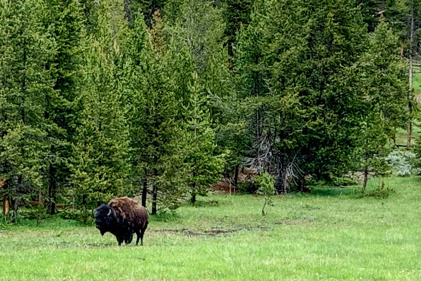 Complete guide to visiting Yellowstone National Park