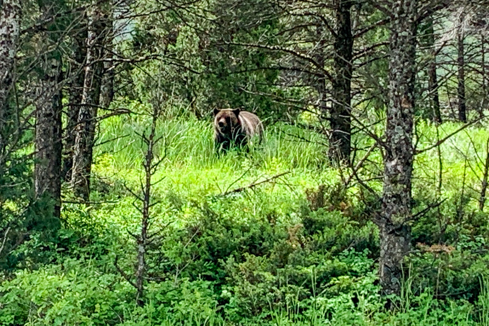 Grizzly bear in Yellowstone National Park June 2020. (Photo by Clint Henderson/The Points Guy)
