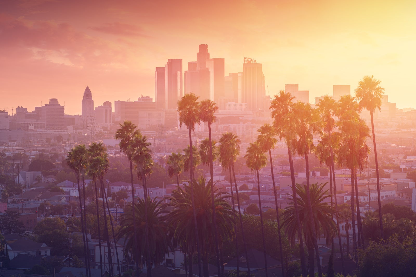 Los Angeles hot sunset view with palm tree and downtown in background. California, USA