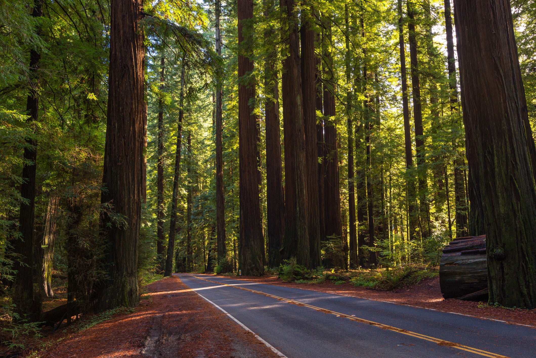Avenue of giant redwood California