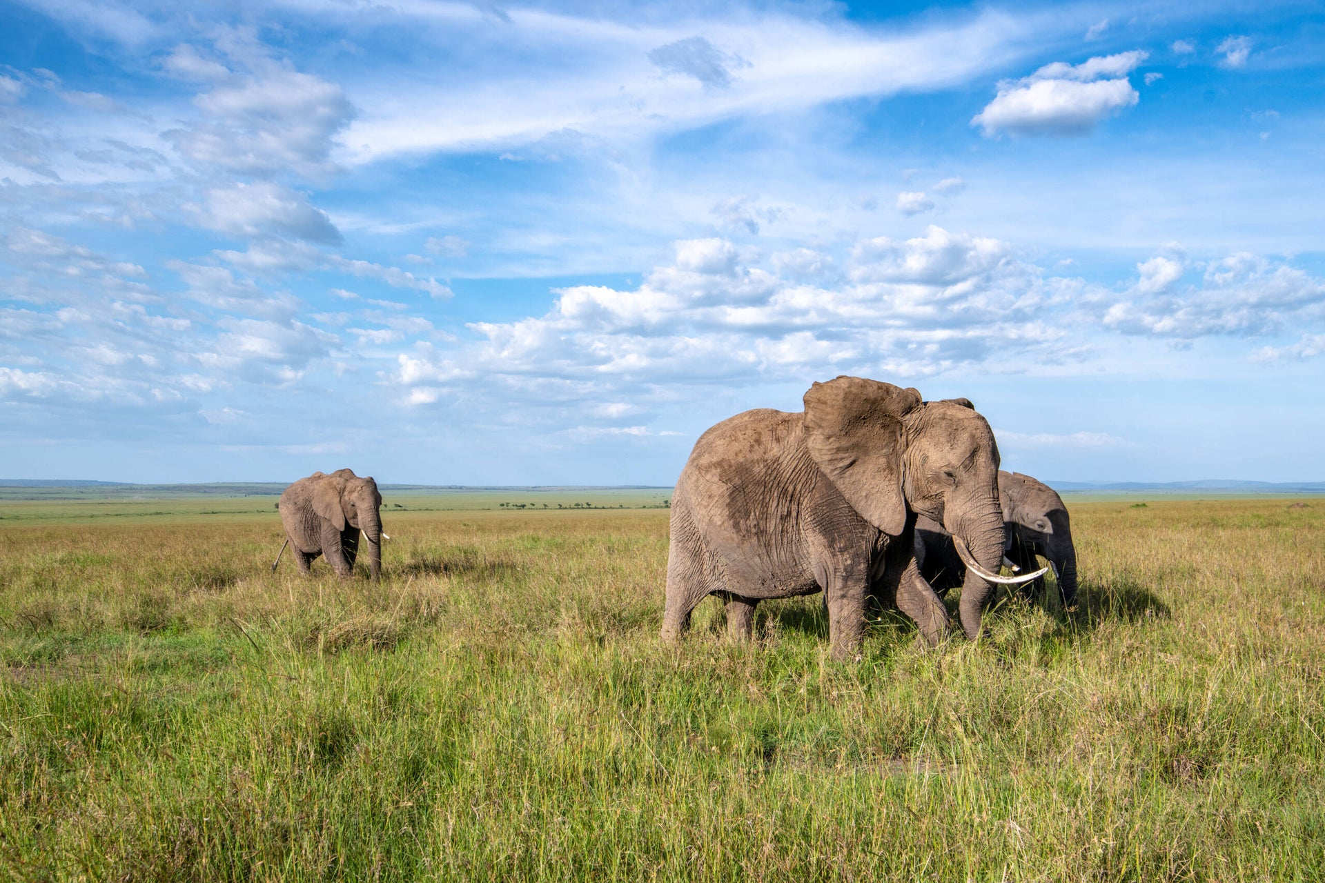 Everything you need to know about going on safari in Africa - The ...