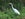 great egret - JN Ding Darling Wildlife Refuge Sanibel, Florida