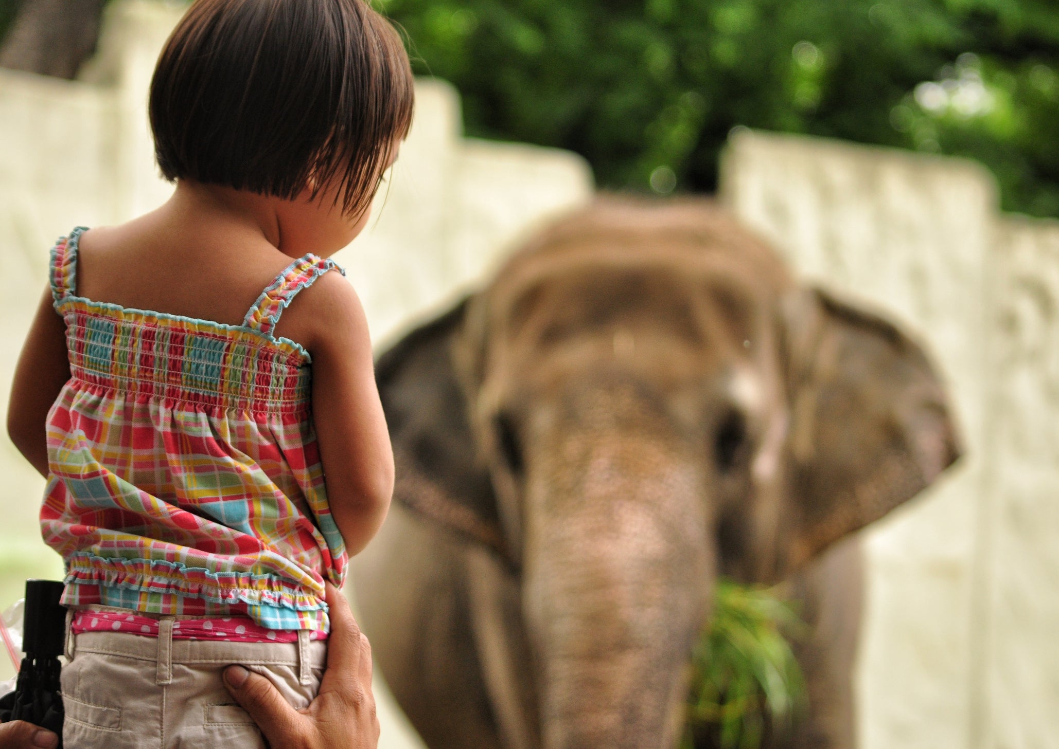 A little girl watching an elephant