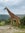 Giraffe in Akagera Park