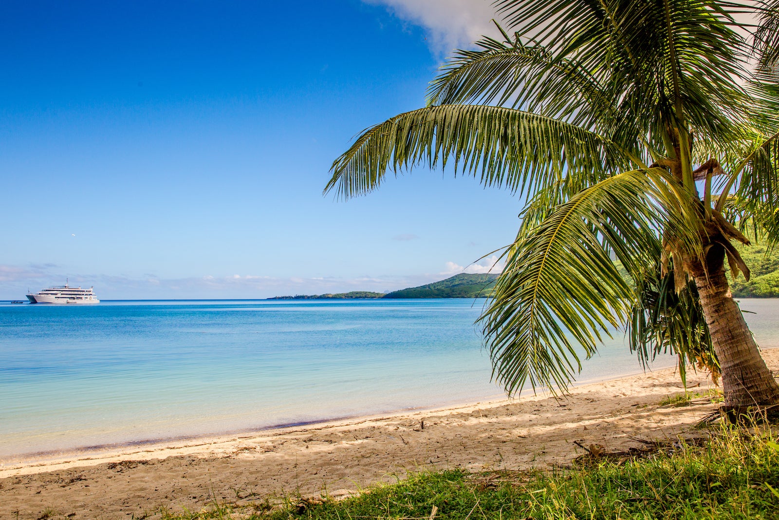 Tropical beach with a palm tree