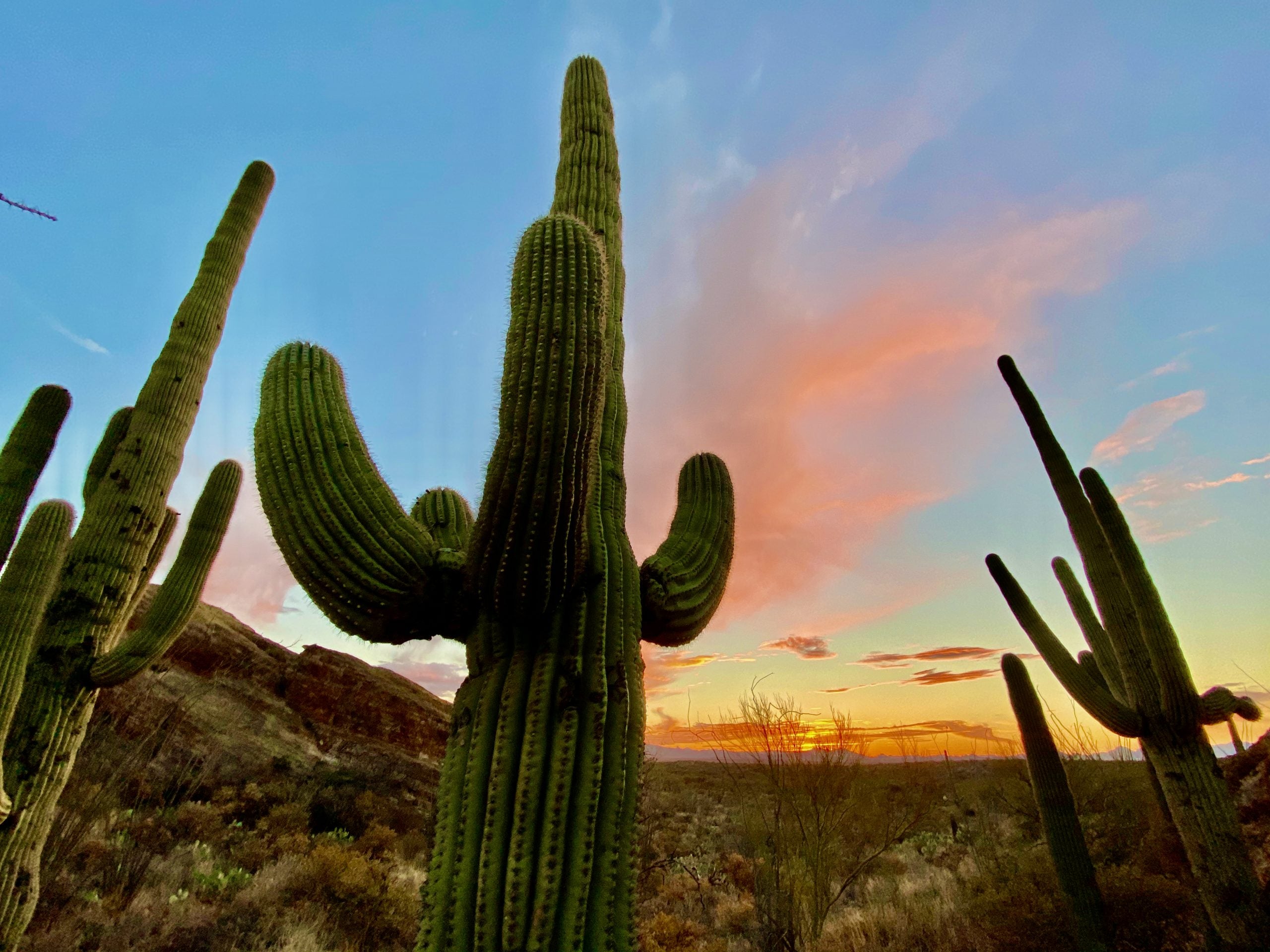 5 things that surprised me about Saguaro National Park - The Points Guy