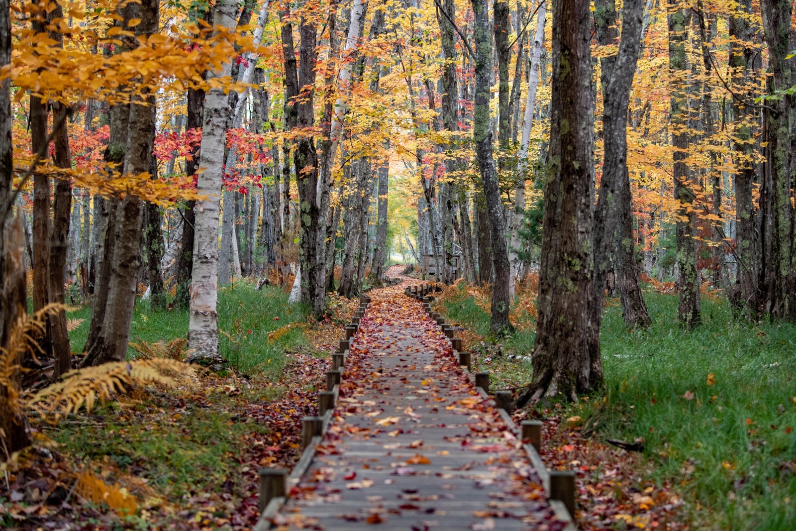 Footpath Amidst Trees In Forest During Autumn