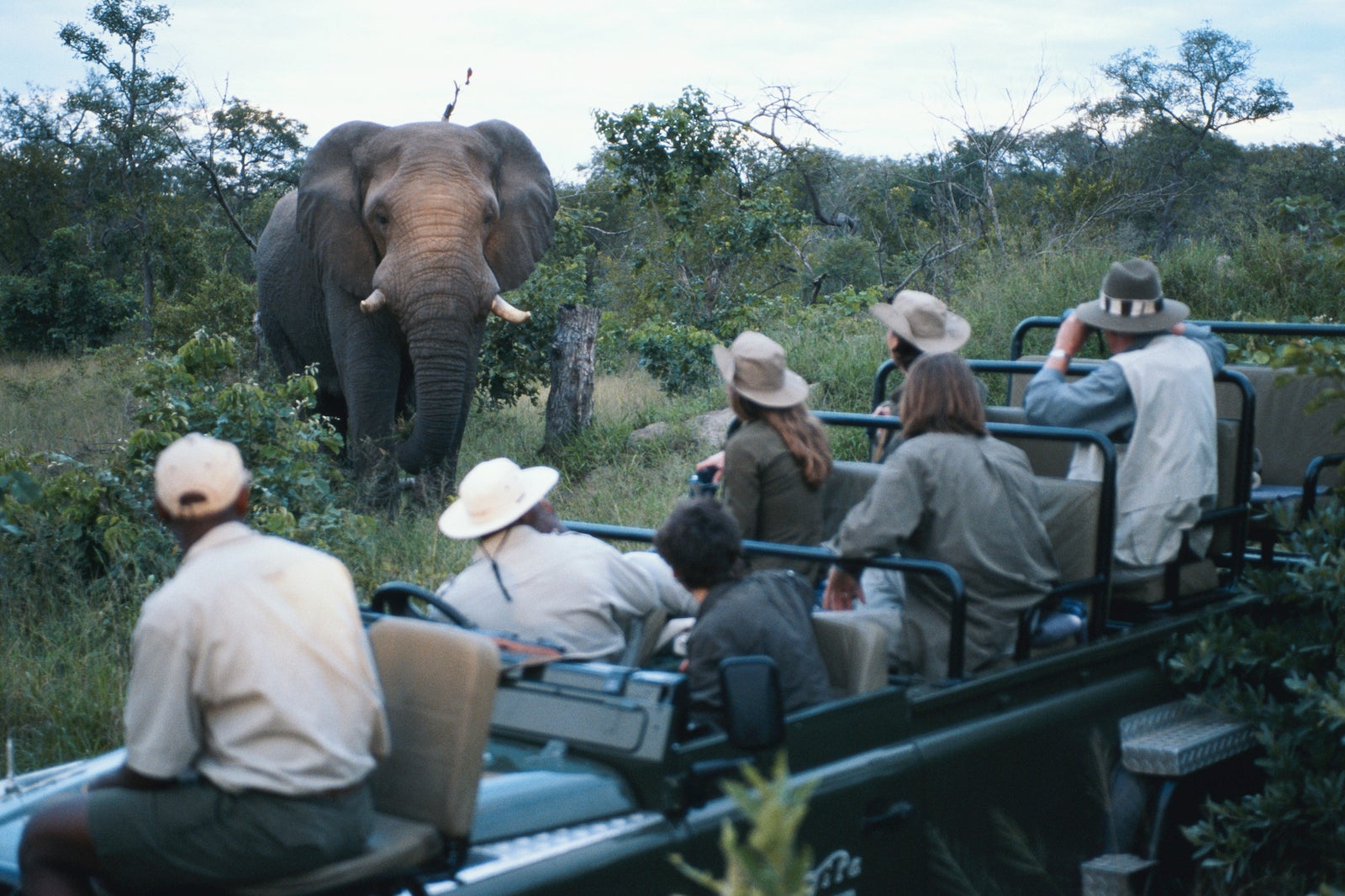 go on a safari in africa