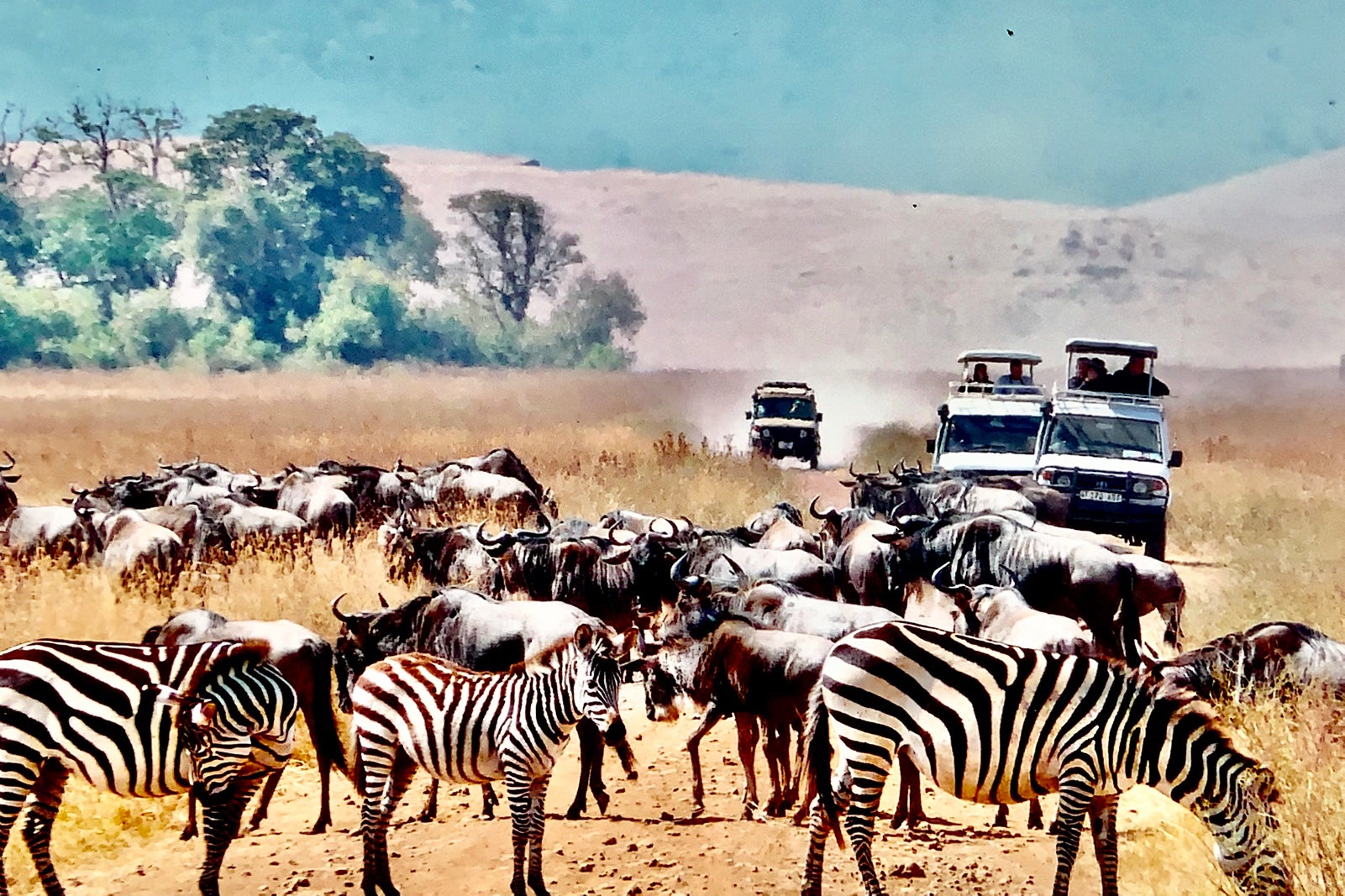 A photo of a dozen zebras wildebeests in Africa with three jeeps in the background.
