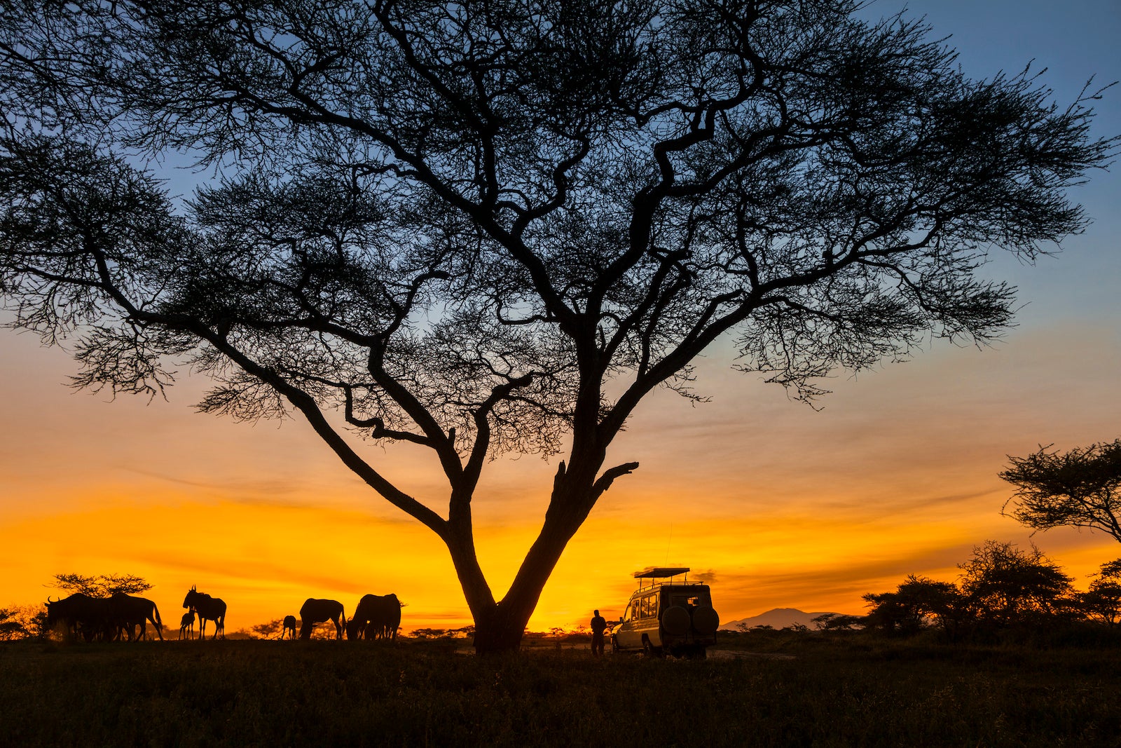 safari tourism in africa