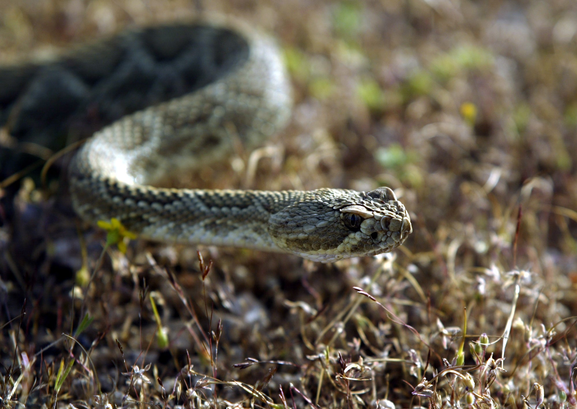 Victorville, April 13, 2004     A Mojave Green rattlesnake with a transmitter implanted, moves