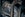 lifelike animatronic velociraptor at Jurassic World Velocicoaster