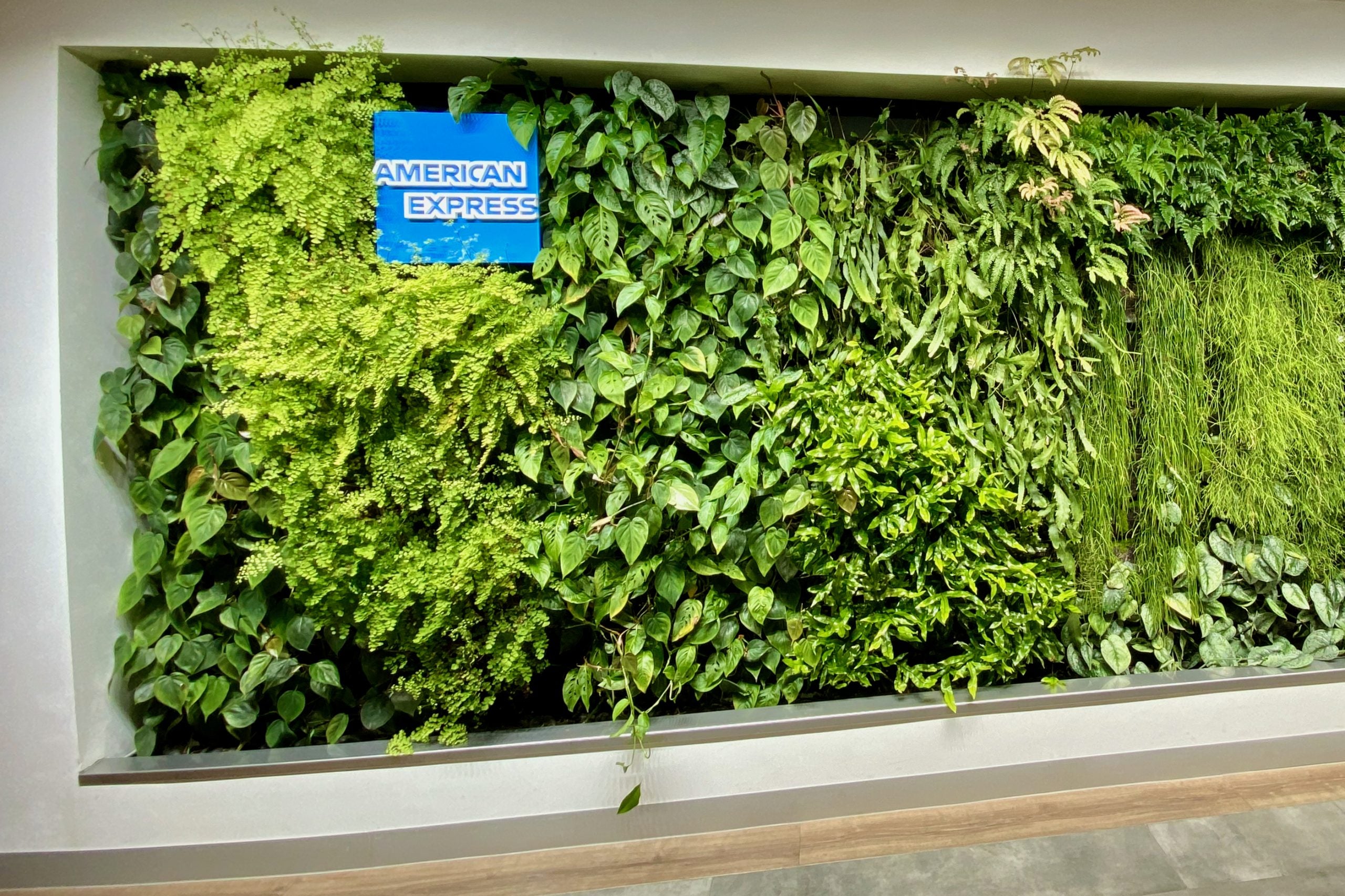 Photo shows a green wall of leaves and plants with the American Express logo on it