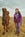 Marinel de Jesus standing next to a llama.