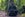 Western lowland gorilla baby in its mother's arms at Disney's Animal Kingdom Theme Park
