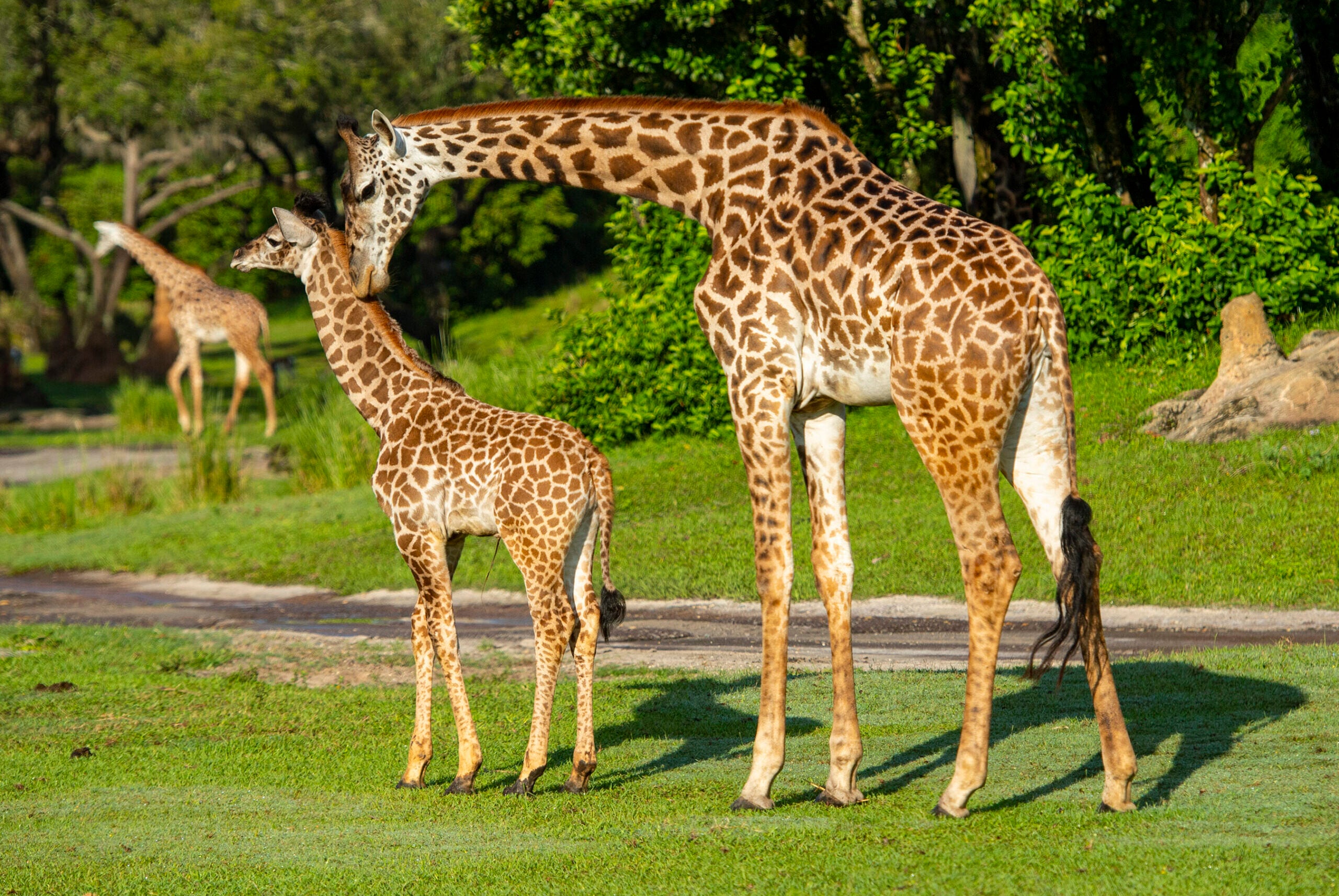Humphrey the baby giraffe with his mother at Animal Kingdom