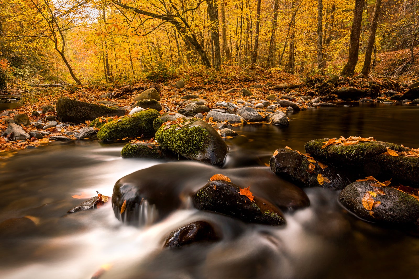 Fall Color in Great Smoky Mountains National Park