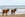 Wild Horses with blaze pattern on the beach in Corolla, NC (OBX).