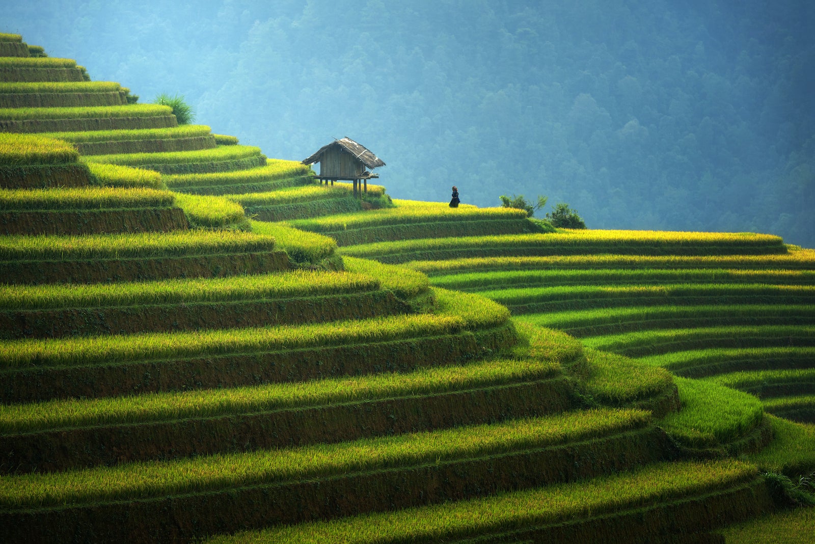 Rice fields on terraced in rainny season at Mu cang chai, Vietnam.