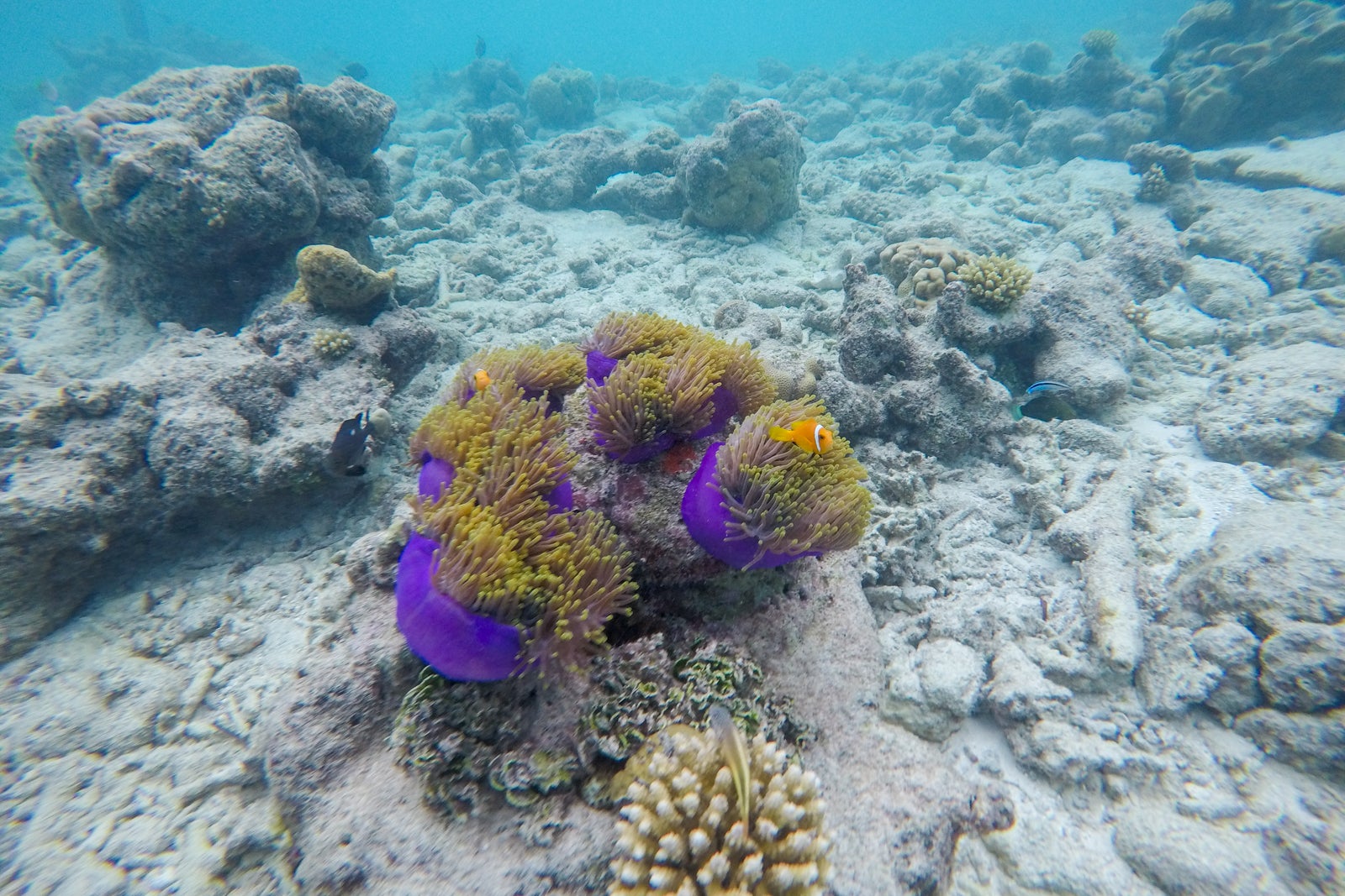 House reef snorkeling