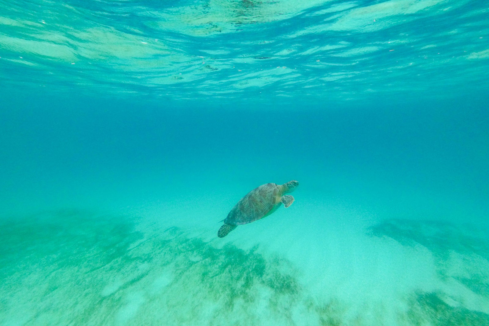 Turtle seen snorkeling near water villas