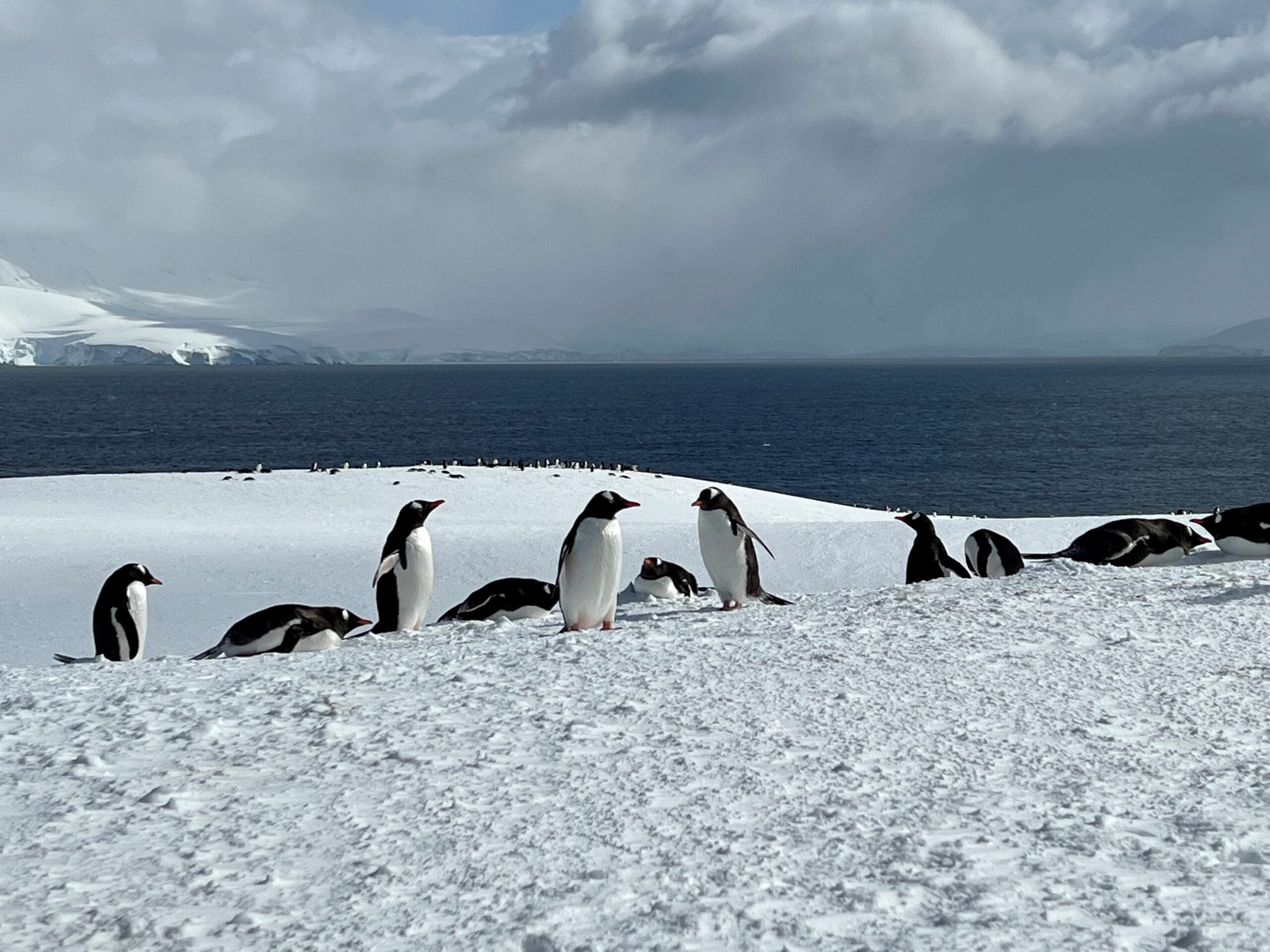 Damoy Point Antarctica