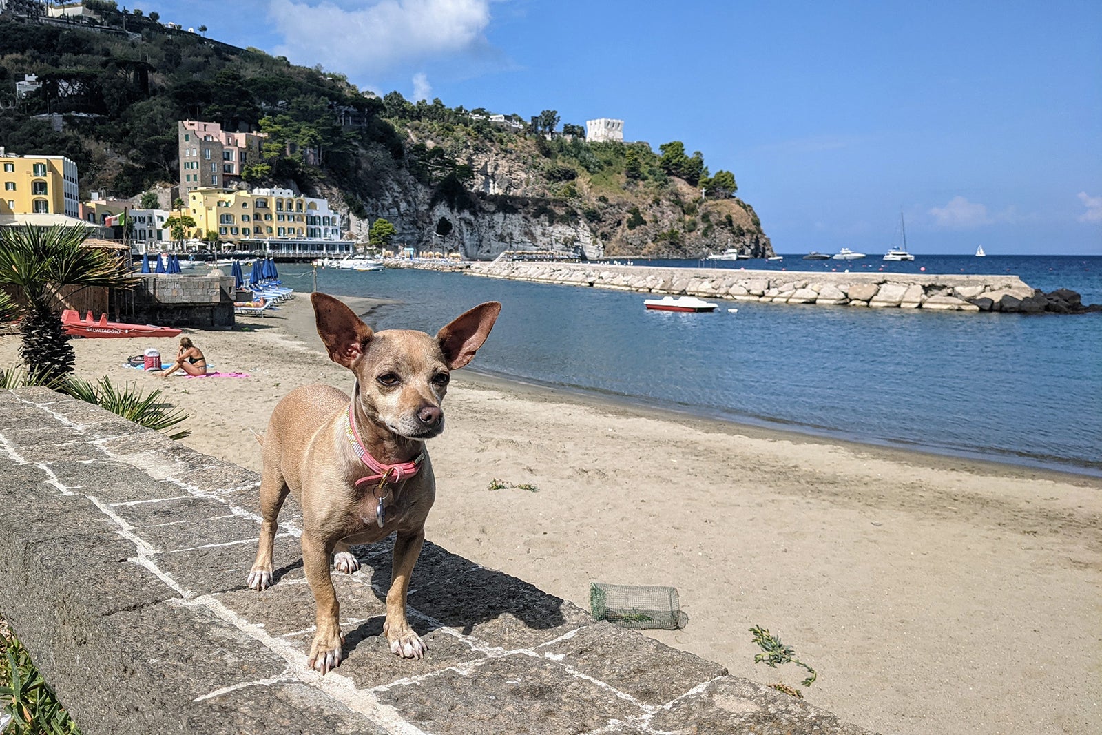a cute dog on an Italian beach