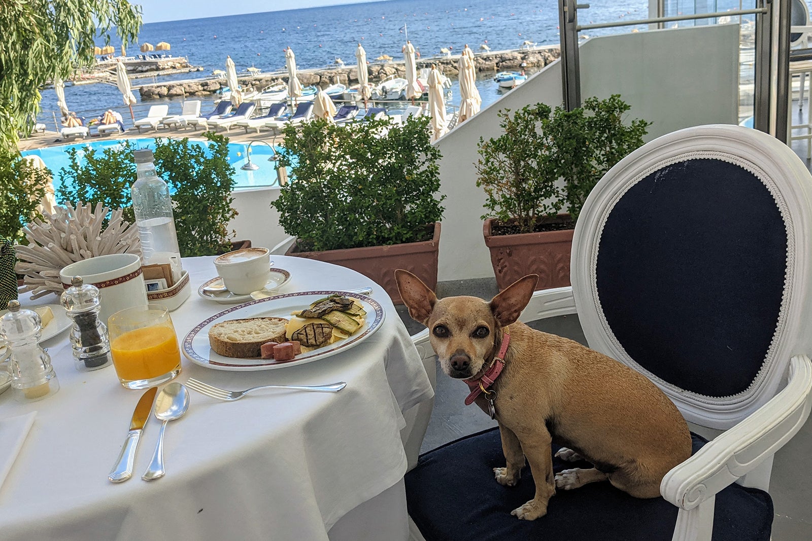 travel italy with dog