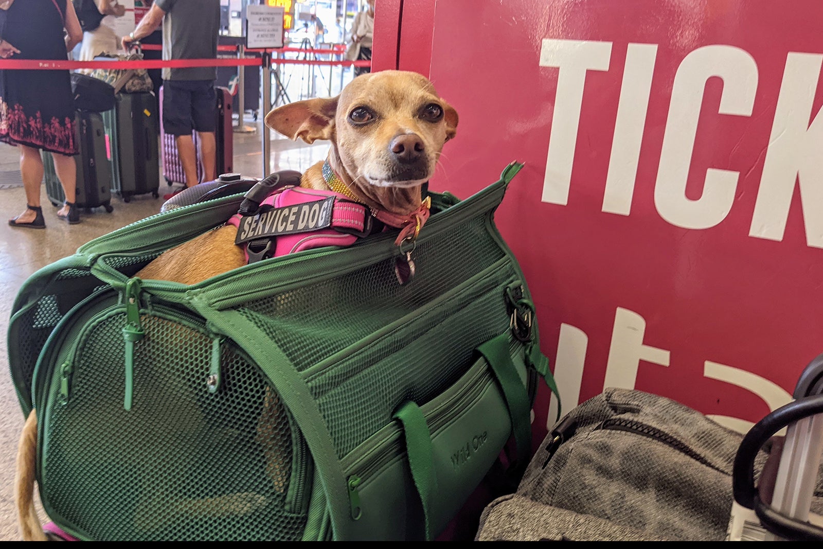 travel italy with dog