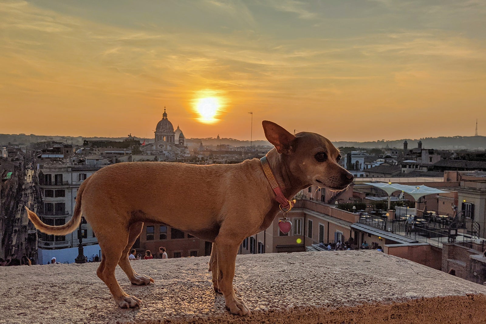 travel italy with dog