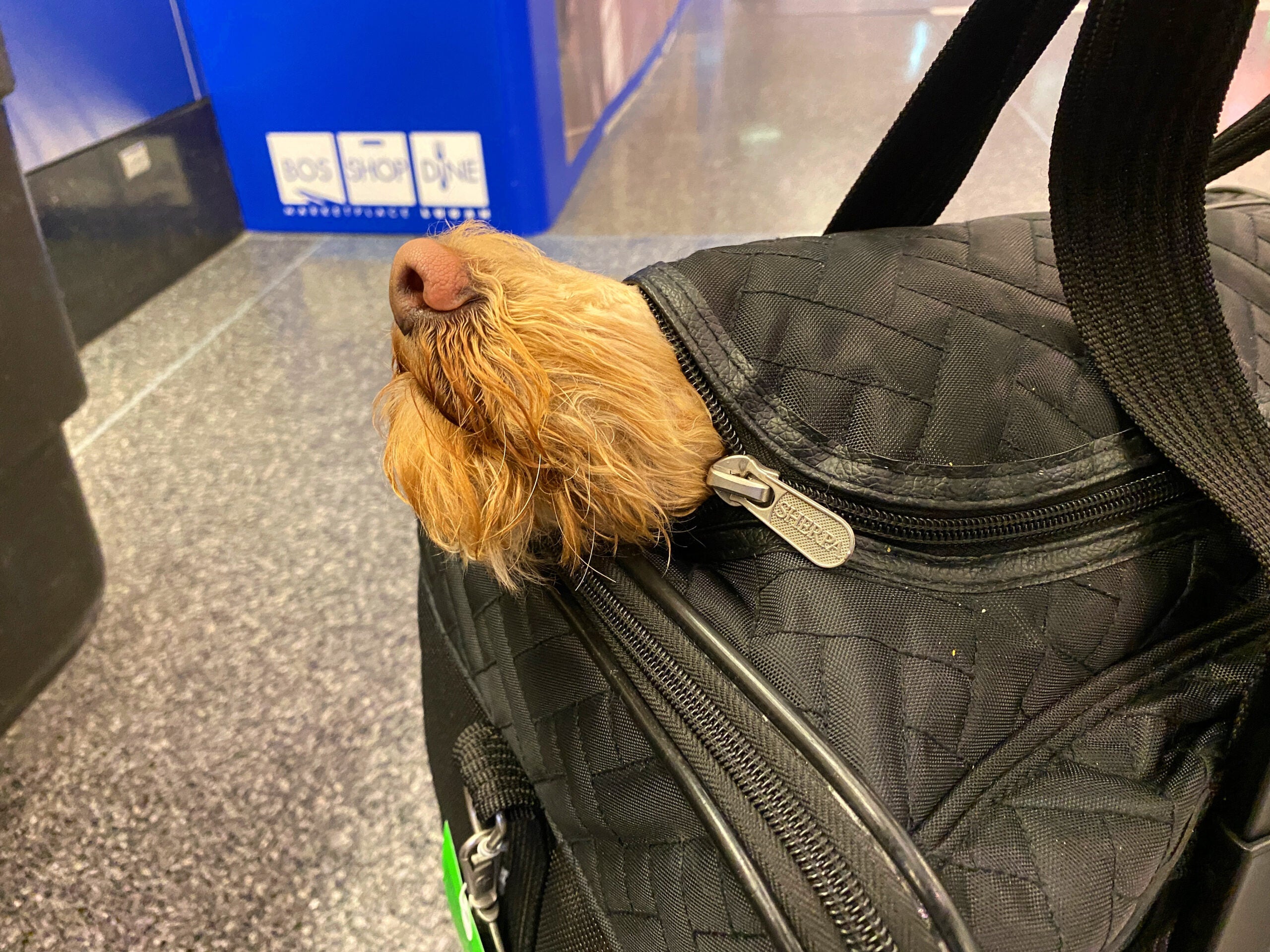 dog airplane travel