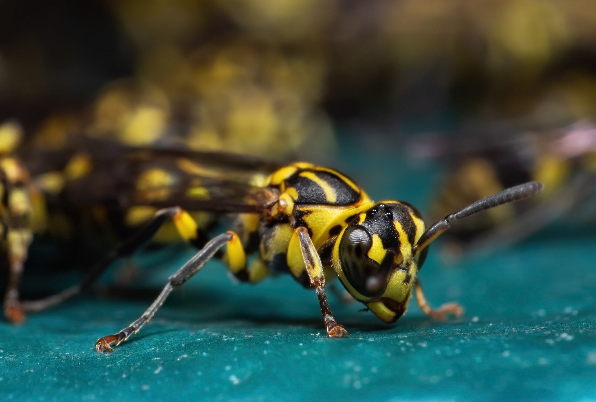 Wasps on a plane! Takeoffs aborted at Heathrow after 8 aircraft ...