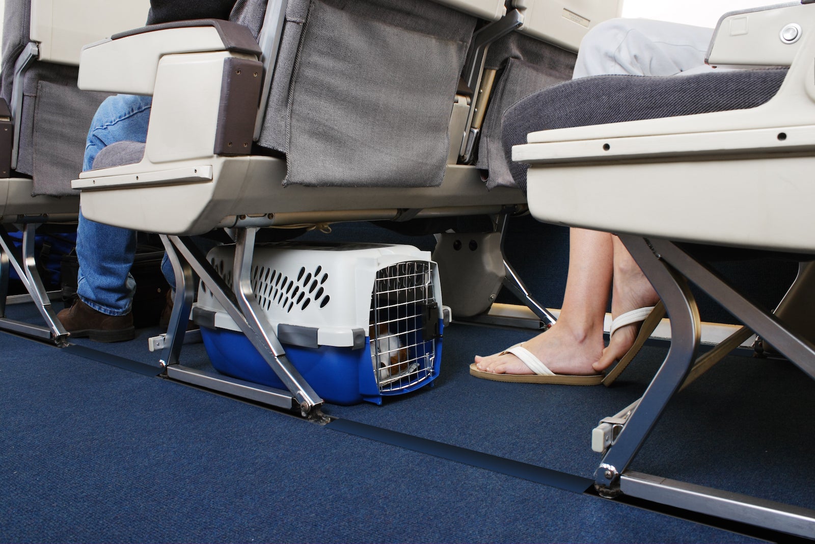 Traveling With Pet On Airplane