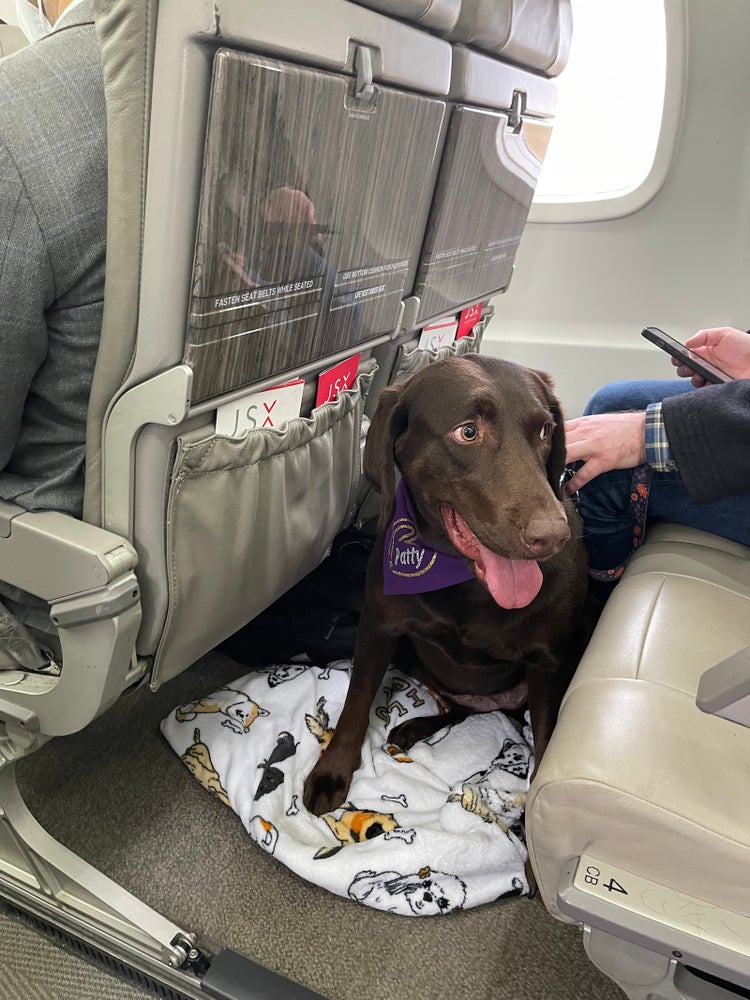 A paws-itive experience: Taking my dog on JSX for her first-ever flight ...