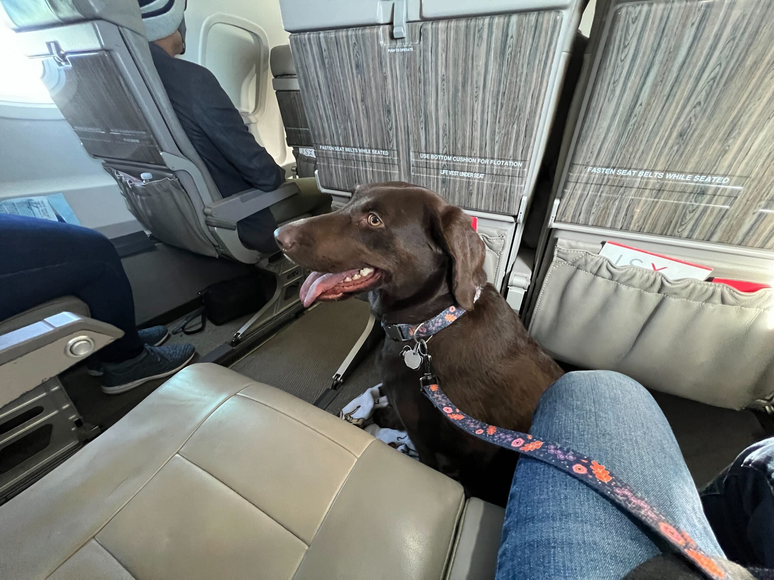 Dog under best sale airplane seat