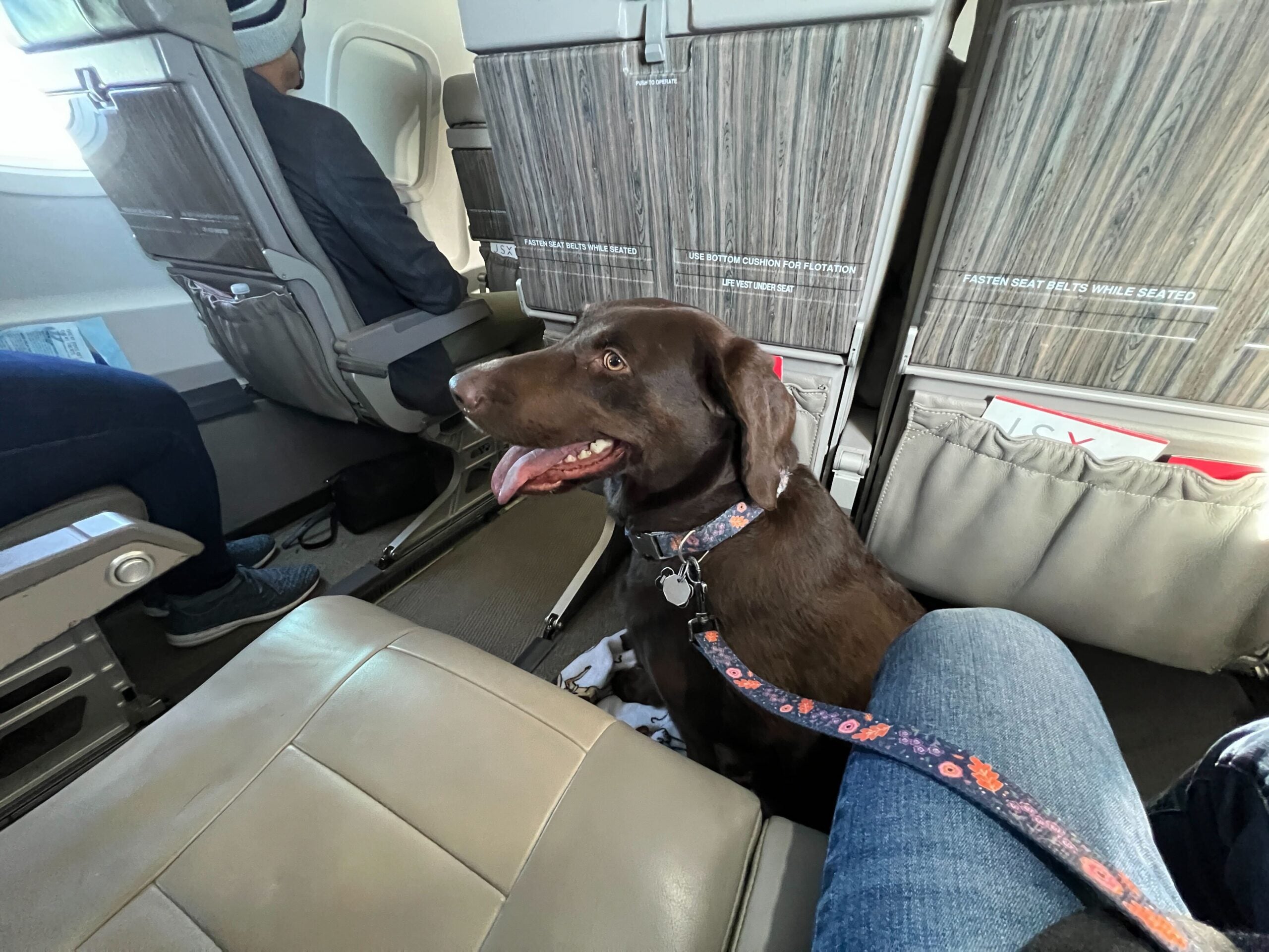 dog travelling on plane