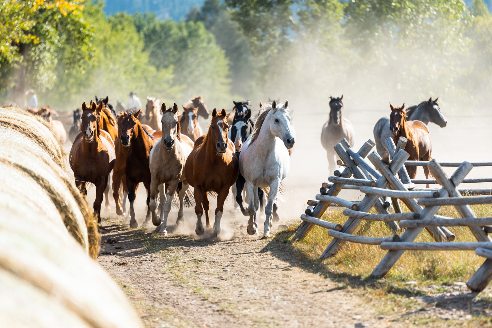 A horse stampede at The Ranch at Rock Creek in Montana.