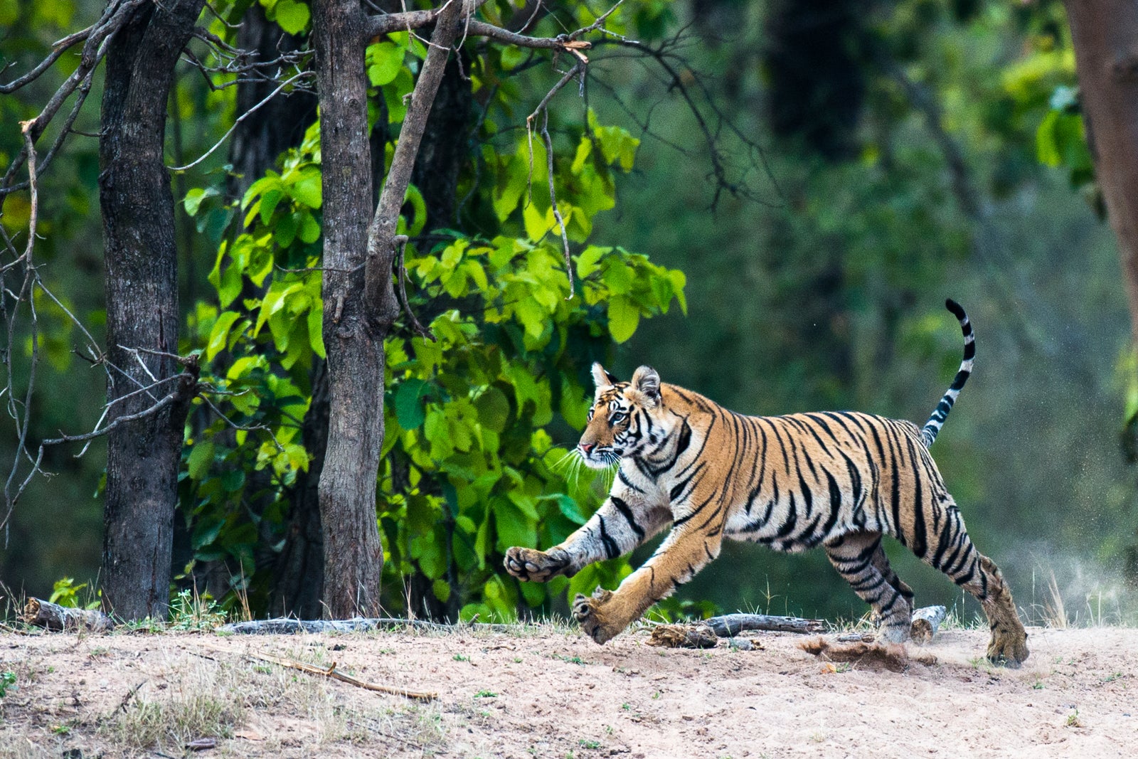 2022 Year Of The Tiger: Best Places To See Tigers In The Wild Ethically 