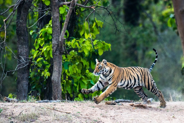 2022 Year of the Tiger: Best places to see tigers in the wild ethically ...