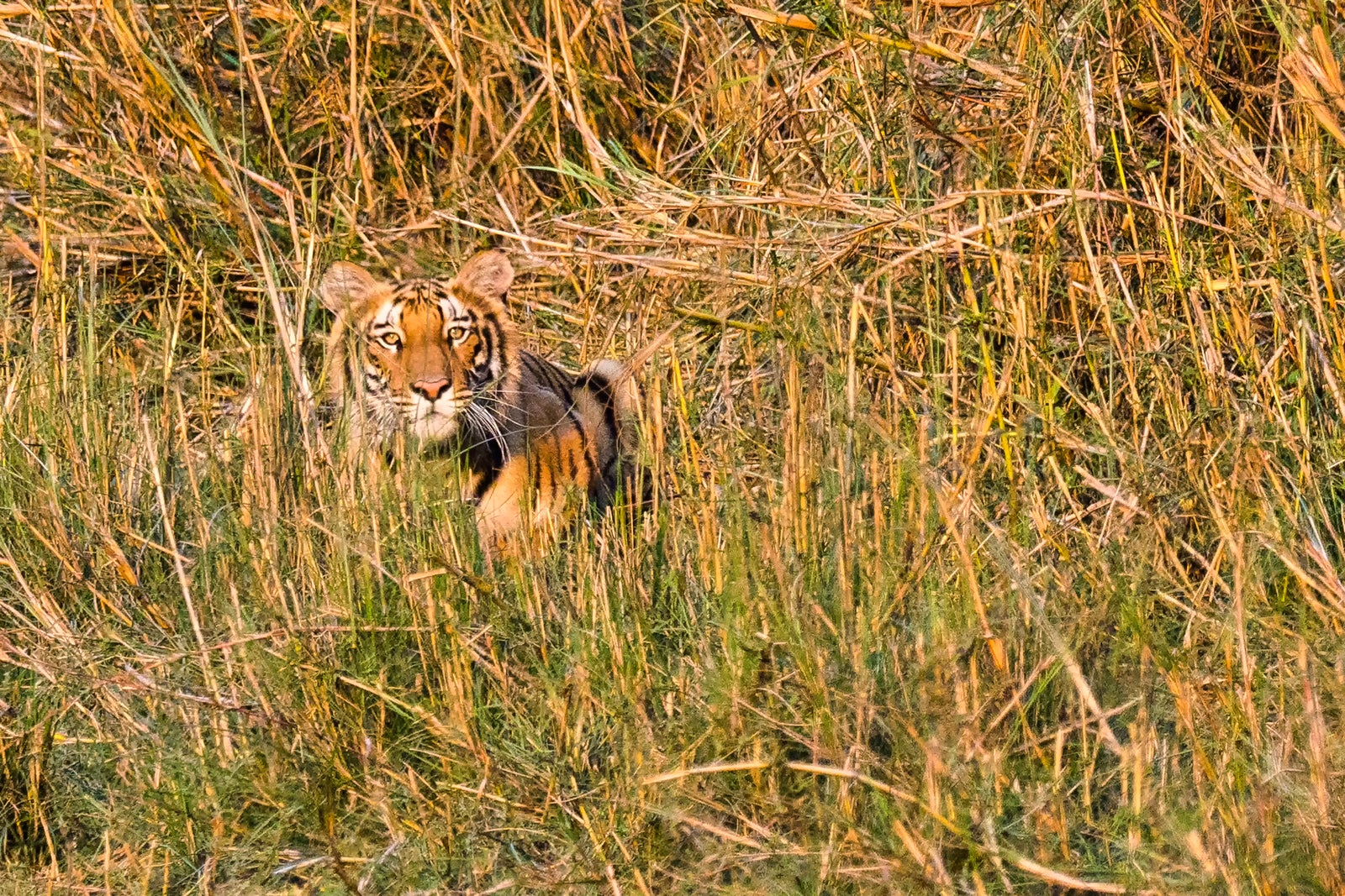 naturetrek tiger safari