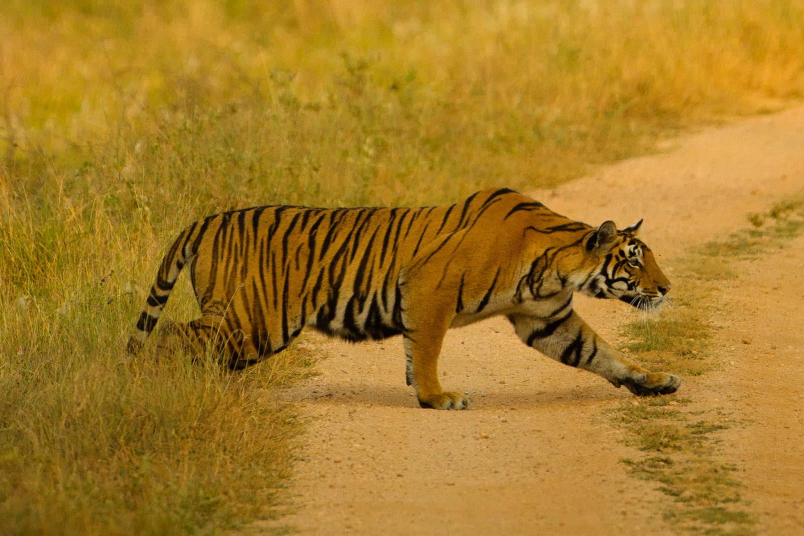 naturetrek tiger safari